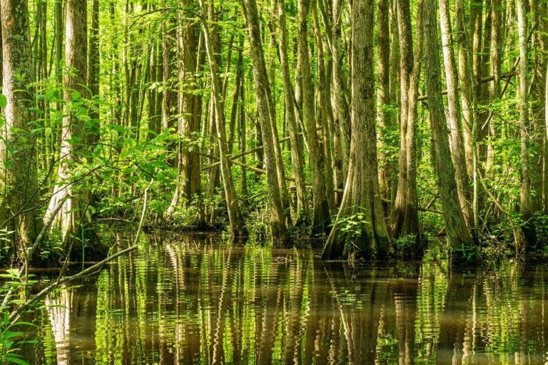 swamp