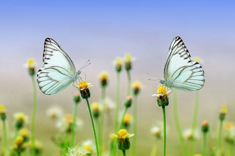 butterflies-