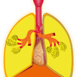 שיעור 103 התב”מ של הריאות (מוקלט)
