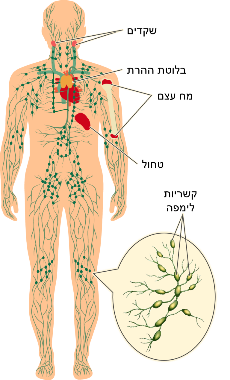 Lymph system w nodes & organs
