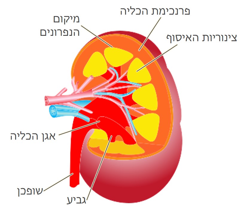 אבנים בכליות – לפי התגליות של הרפואה החדשה