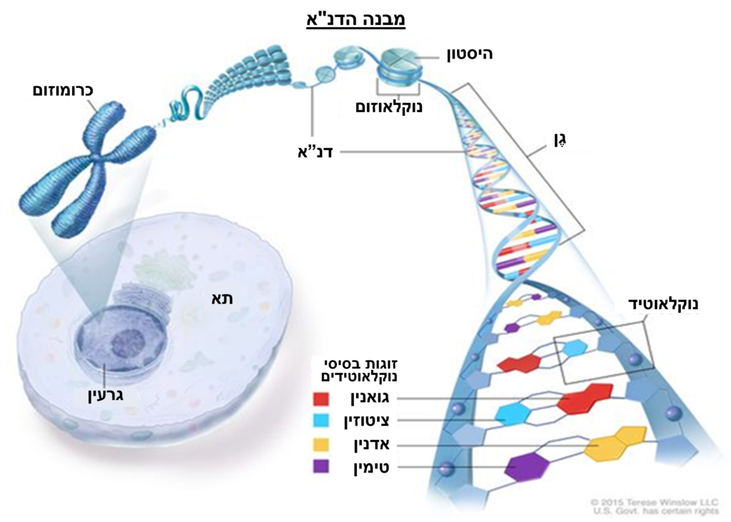 תרשים של מבנה הדנ"א המשוער עם 4 זוגות הבסיסים (נוקלואטידים) בצד ימין ועד כרומוזום בגרעין התא בשמאל