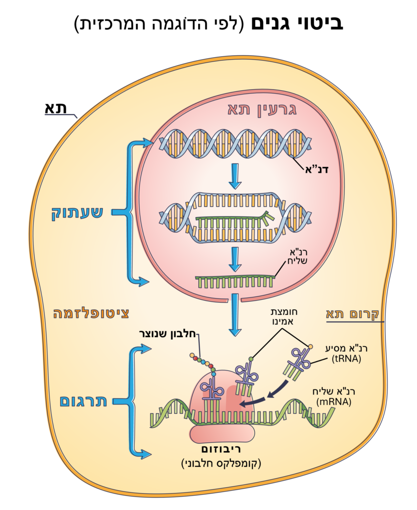 ביטוי גנים לפי הדוגמה המרכזית