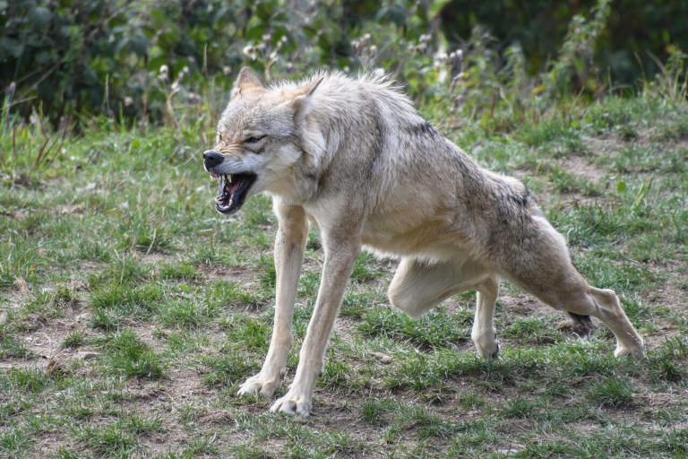 wolf-2